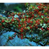 山丁子小苗及多年生大樹