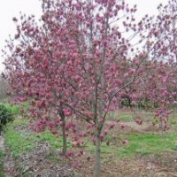 湖南紫玉蘭,白玉蘭,馬褂木,綠盛最實惠