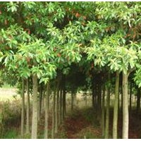 15公分梧桐樹價格山東梧桐樹