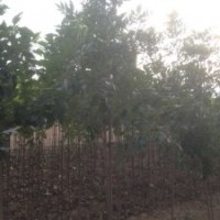 3公分楸樹(shù)苗木行情