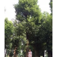 湖南香樟 湖南香樟樹價格 湖南綠鑫園林