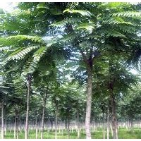 出售12--25cm千頭椿