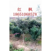 4公分紅楓行情，紅楓價(jià)格，紅楓供應(yīng)，紅楓銷售，紅楓專賣