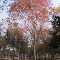 烏桕6公分優(yōu)質(zhì)烏桕銷售基地