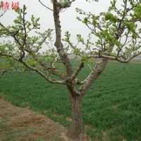 供應(yīng)山楂苗基地 山楂樹(shù) 占地山楂樹(shù)