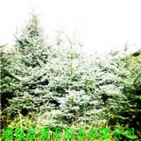 精品沙地云杉小樹 樹冠圓潤葉澤瑩綠 1-1.2米