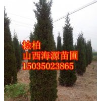 山西海源苗圃蜀儈價(jià)格蜀儈基地價(jià)格蜀儈哪里有山西儈柏價(jià)格