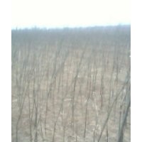 速生楊 毛白楊 紅葉楊苗圃專營(yíng)