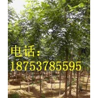 3公分北京欒樹(shù)