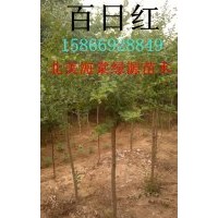 百日紅樹，百日紅小苗