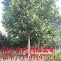 山東棗莊出售12公分速生法桐法桐價格詳情