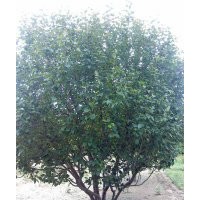 八棱海棠樹(shù)