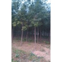 出售速生楊2-6公分，2-12公分垂柳。速生柳。4-8公分千頭椿。，3-