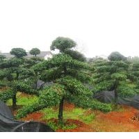 主要產(chǎn)品有紅豆杉小苗和紅豆杉樹、實生紅楓、櫻花、紫薇、紫荊、