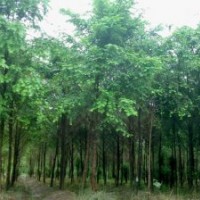 供各種規(guī)格紅豆杉苗木