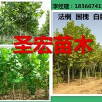 1公分法桐2公分法桐價格山東泰安1.5公分法桐價格