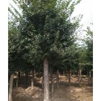 五角楓大量供應(yīng)2公分到50公分