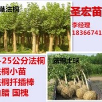 批發(fā)處理9公分全冠法桐帶土球價(jià)格|6公分法桐價(jià)格