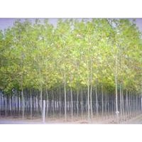 梧桐樹青桐樹價格梧桐樹價格梧桐樹報價