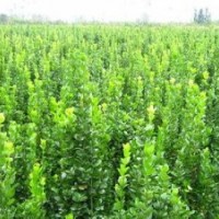 山東北海道黃楊廠家|青州木槿批發(fā)價(jià)格