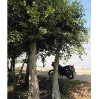 本公司大量供應(yīng)香樟，黃葛樹(shù)，小葉榕，重陽(yáng)木，藍(lán)花楹，水晶葡萄