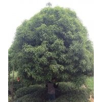 雅安桂花樹、12公分桂花樹、四川桂花樹16公分桂花樹