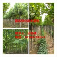 供應(yīng)山東濟(jì)寧3.2米裸根定桿法桐扦插條價(jià)格