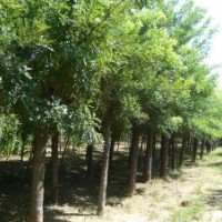 2014綠化苗木 湖南欒樹價(jià)格 黃山欒樹價(jià)格 最新欒樹價(jià)格