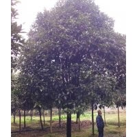 四川桂花，海林園林桂花