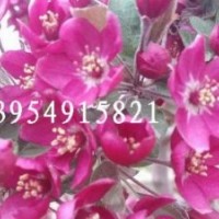 北美海棠，北美海棠小苗，北美海棠價(jià)格，沂蒙北美海棠網(wǎng)