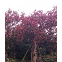四川紫薇