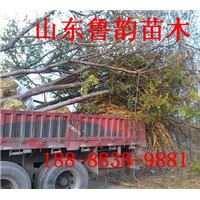 秋季北欒樹苗價(jià)格哪里有北京欒小苗子