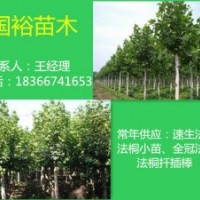 大量供應(yīng)法桐扦插條培育技術(shù)2公分法桐小苗價格