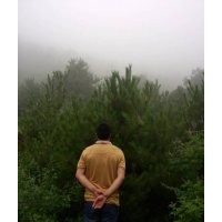 油松2.5—3米油松云杉2--3.5米 及各種橋灌木綠化苗木