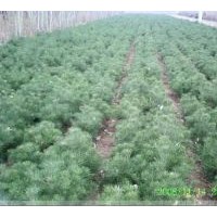 20-30公分白皮松小苗