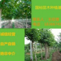 常年特供米徑10公分法桐價(jià)格河北廊坊米徑6公分價(jià)格