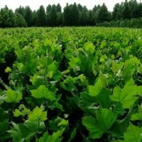 2014年法桐小苗預(yù)定出售