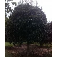 雅安桂花樹、重慶桂花樹、南京桂花樹、貴州桂花樹、