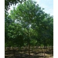 現在烏桕價格6公分烏桕價格8公分烏桕價格