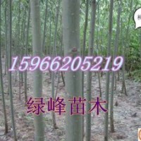 主營：萬畝107楊、法桐、白蠟、國槐、椿樹、速生柳、垂柳