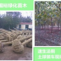 供應(yīng)新式改良法桐20公分速生法桐扦插條天津技術(shù)