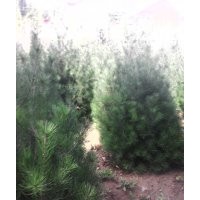 白皮松 油松 側(cè)柏 華山松 蜀儈 北京儈 龍柏