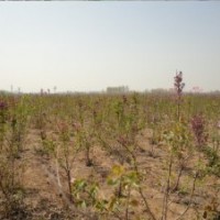 供應(yīng)獨(dú)干紫丁香樹(shù)苗