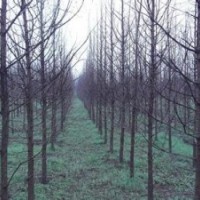 水杉價(jià)格優(yōu)質(zhì)水杉基地10公分精品水杉