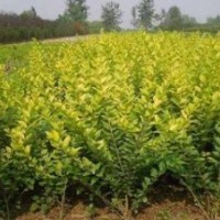 供應(yīng)：金葉女貞，黃楊，鋪地柏，蜀檜