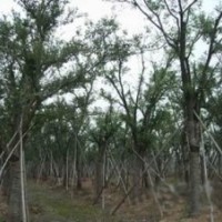 紫薇價(jià)格，石楠價(jià)格，紅葉石楠價(jià)格