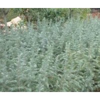 南京雪松基地雪松當年小苗價格1米雪松價格