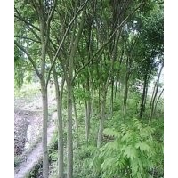 江西無患子，大量6-15公分無患子