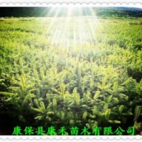 15-20公分 原床小苗 （青仟云杉） 二年生裸跟