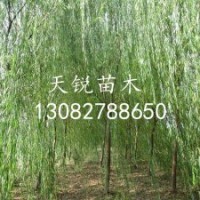 山東垂柳小苗，山東垂柳小苗價格，青皮垂柳
